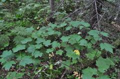 Acer glabrum douglasii