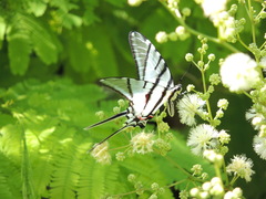 Protographium epidaus epidaus