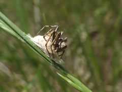 Oxyopes heterophthalmus