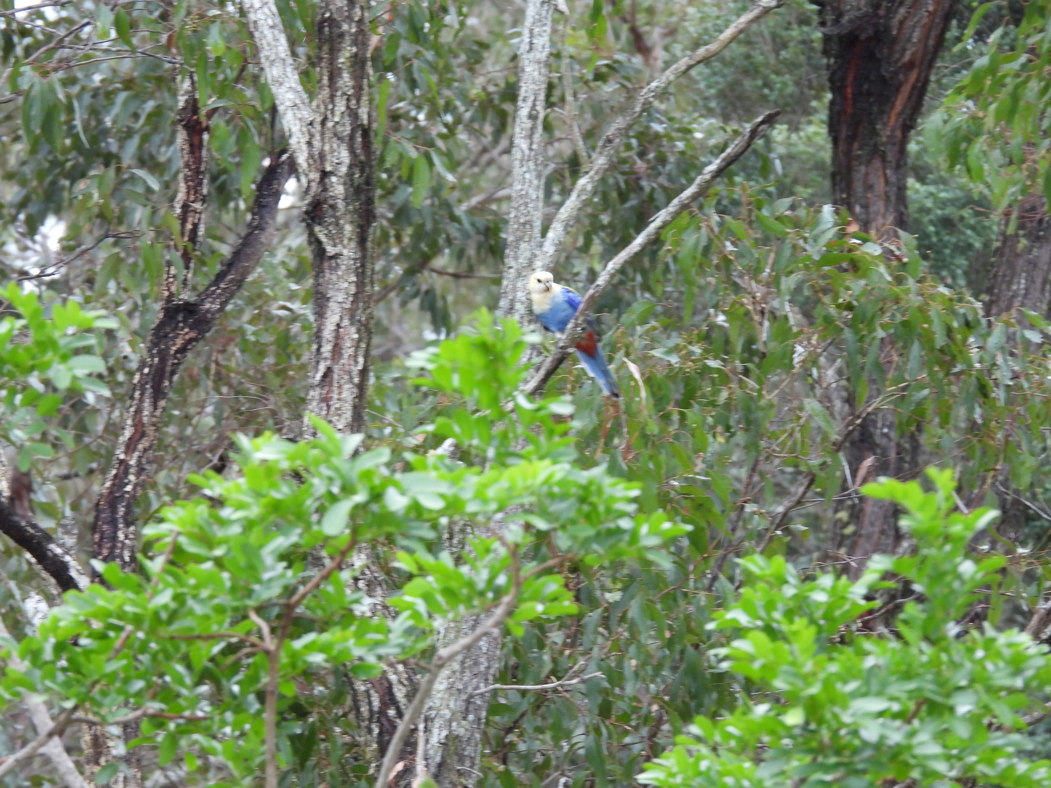 Pale-headed Rosella illustration