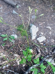Osmorhiza depauperata