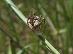 Oxyopes heterophthalmus