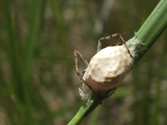 Oxyopes heterophthalmus