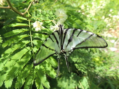 Protographium epidaus epidaus