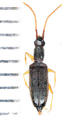 Telephanus