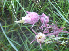 Geum triflorum
