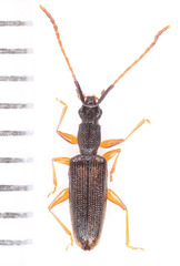 Telephanus