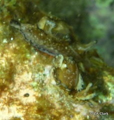 Aplysiidae