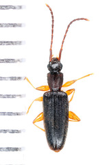 Telephanus