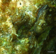 Aplysiidae
