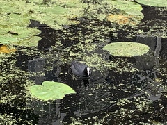 Fulica atra