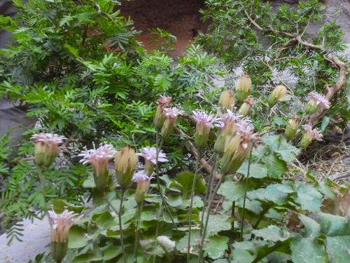 Featherleaf desertpeony (Acourtia runcinata)