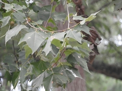 Platanus rzedowskii