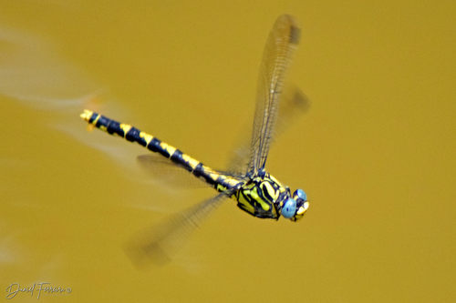 Large Pincertail