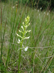Gymnadenia
