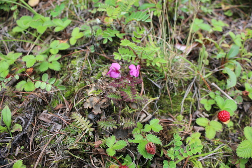Pedicularis flexuosa