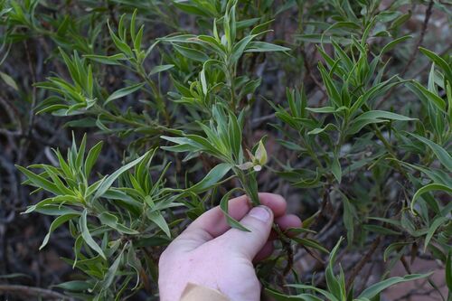 Image of Limestone Fuchsia (Eremophila freelingii) by (c) Em Lamond, some rights reserved (CC BY)