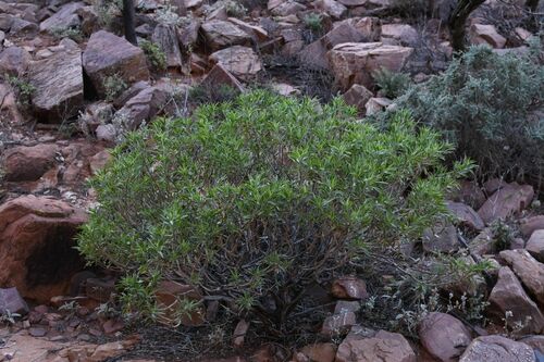 Image of Eremophila freelingii by (c) Em Lamond, some rights reserved (CC BY)