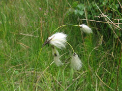 Eriophorum latifolium