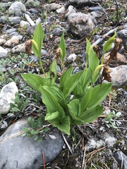 Cypripedium