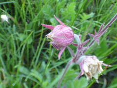 Geum triflorum