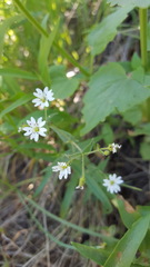 Pseudostellaria