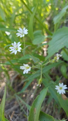 Pseudostellaria