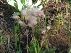 Geum triflorum