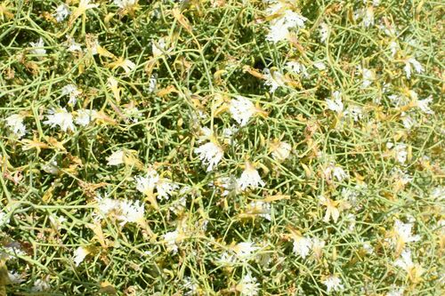 Image of Leschenaultia divaricata by (c) Em Lamond, some rights reserved (CC BY)