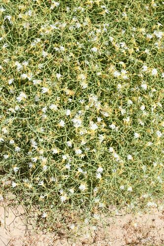 Image of Leschenaultia divaricata by (c) Em Lamond, some rights reserved (CC BY)