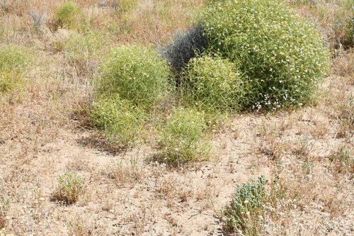 Image of Leschenaultia divaricata by (c) Em Lamond, some rights reserved (CC BY)