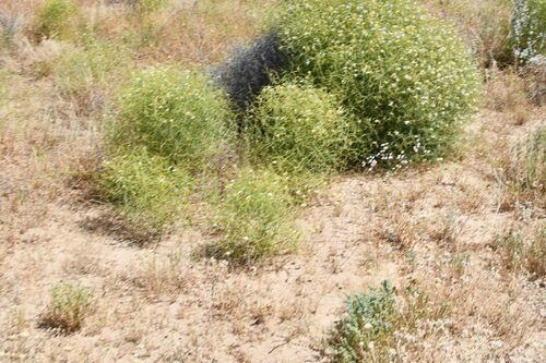 Image of Leschenaultia divaricata by (c) Em Lamond, some rights reserved (CC BY)