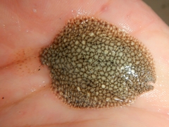 Scrawled Sole photo 2