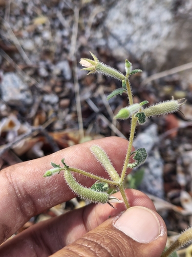 Image of Mentzelia aspera by (c) Abraham Sánchez Romero, some rights reserved (CC BY)