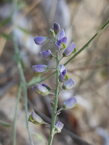 Image of Polygala magdalenae by (c) Abraham Sánchez Romero, some rights reserved (CC BY)