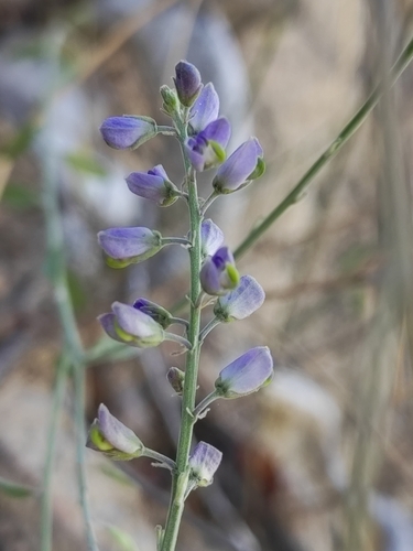 Image of Polygala magdalenae by (c) Abraham Sánchez Romero, some rights reserved (CC BY)