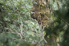 Psittacula himalayana