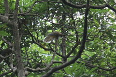 Pterorhinus albogularis