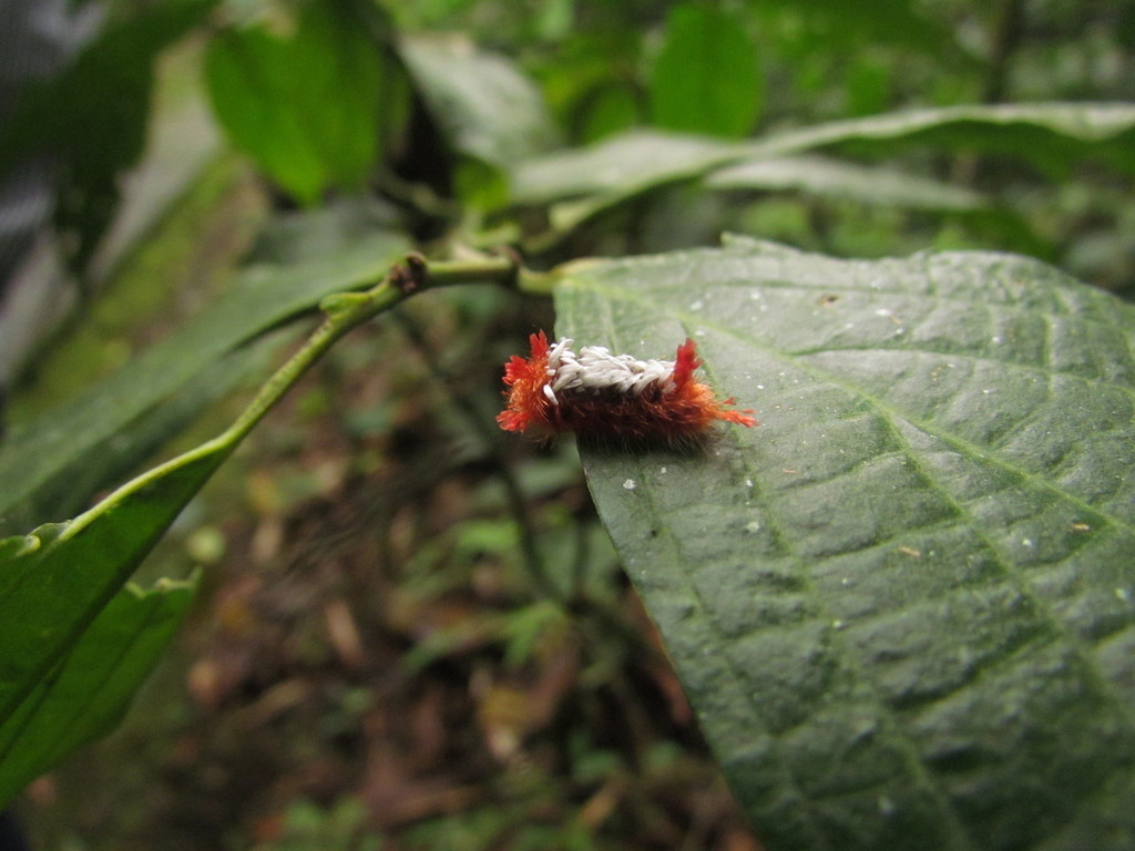 Oruga pelusa de alfombra (Lepidópteros Universidad Tecnológica de Pereira)  · iNaturalist