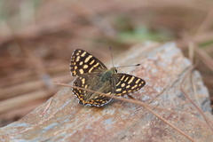 Dodona durga