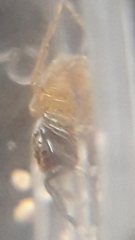 Euophrys frontalis