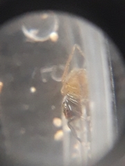 Euophrys frontalis