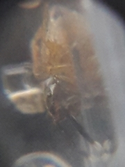 Euophrys frontalis