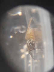 Euophrys frontalis