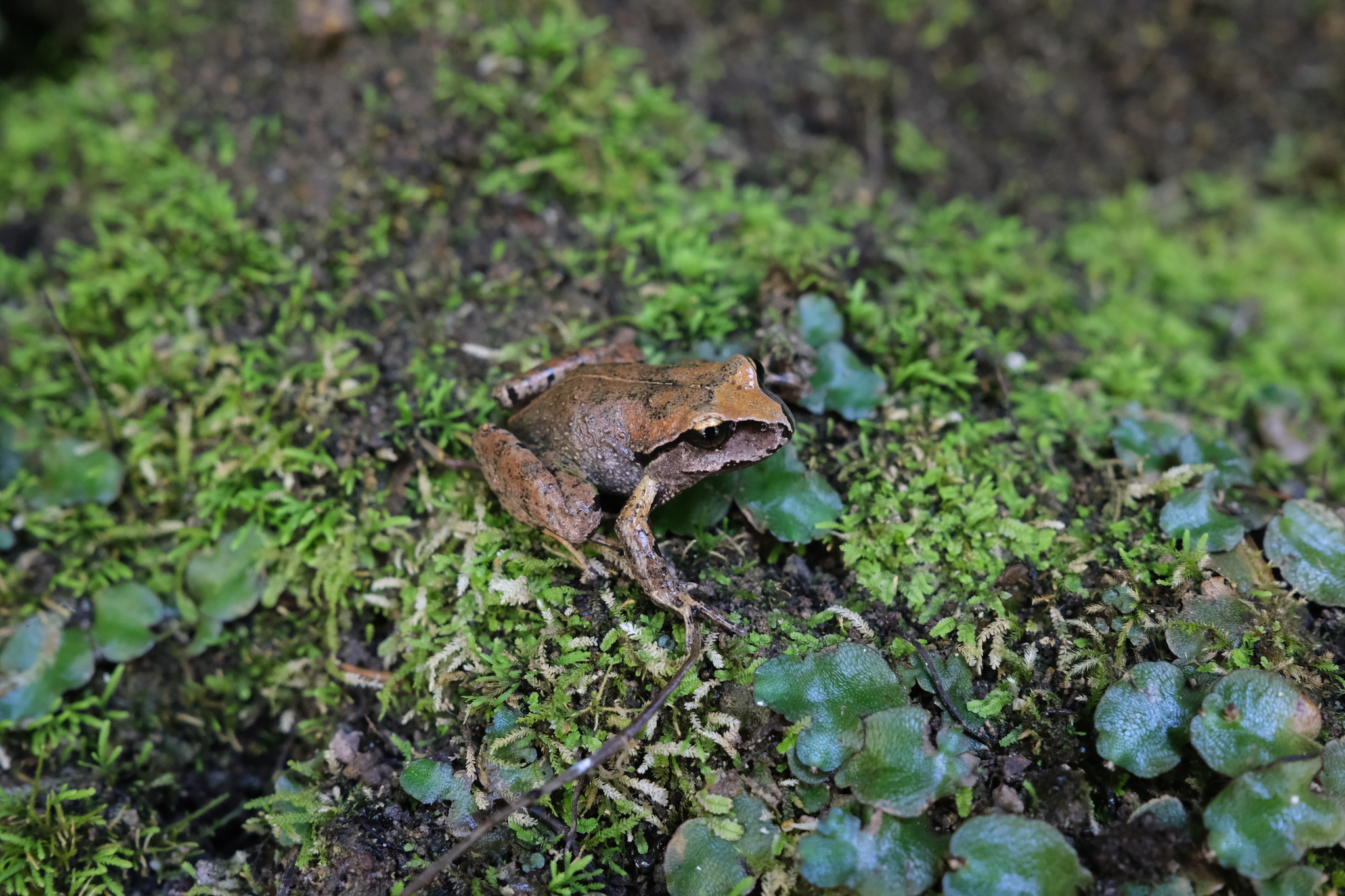 Alsodes cantillanensis Charrier, Correa-Quezada, Castro & Méndez-Torres, 2015