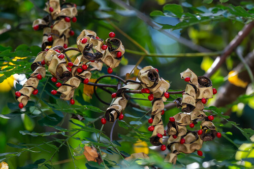 Adenanthera pavonina observed 2024-11-19