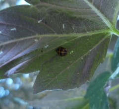 Harmonia axyridis