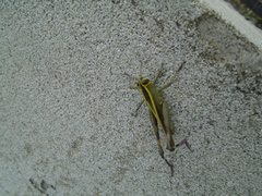 Choroedocus robustus