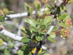 Ceanothus arcuatus