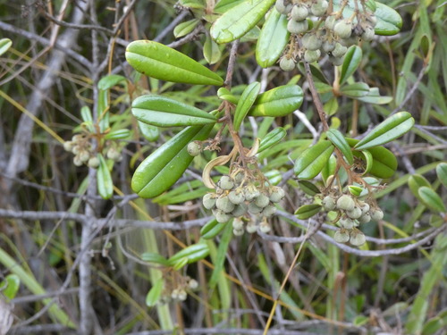 Solmsia calophylla observed 2024-11-15